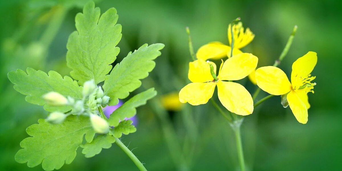 Домашняя аптечка: какие травы выбрать для уюта и здоровья