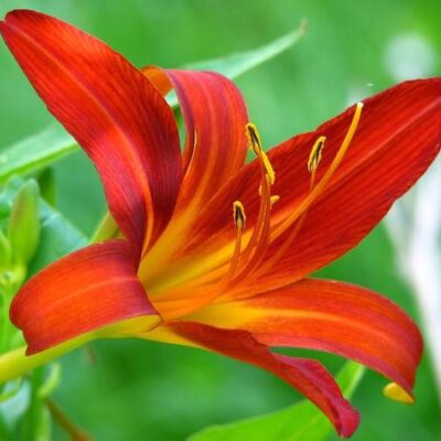 Когда и как пересаживать лилии: секреты пышного цветения