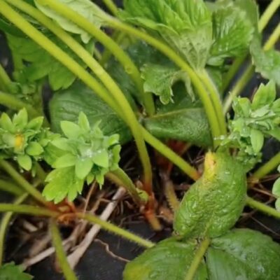 Борьба с вредителями на клубнике: эффективные методы для вашего урожая