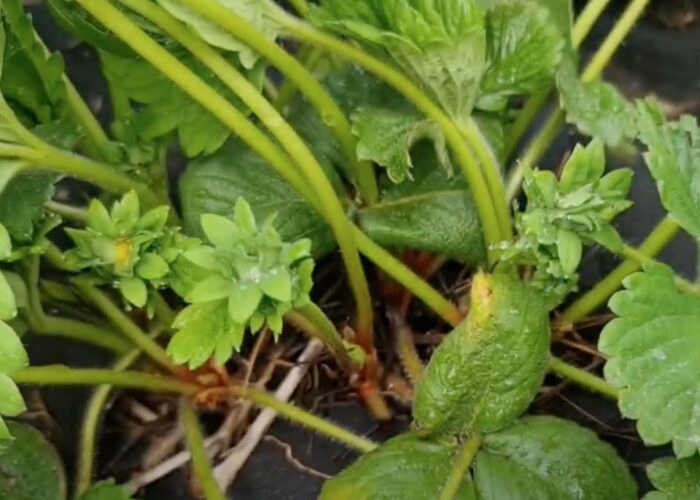 Борьба с вредителями на клубнике: эффективные методы для вашего урожая