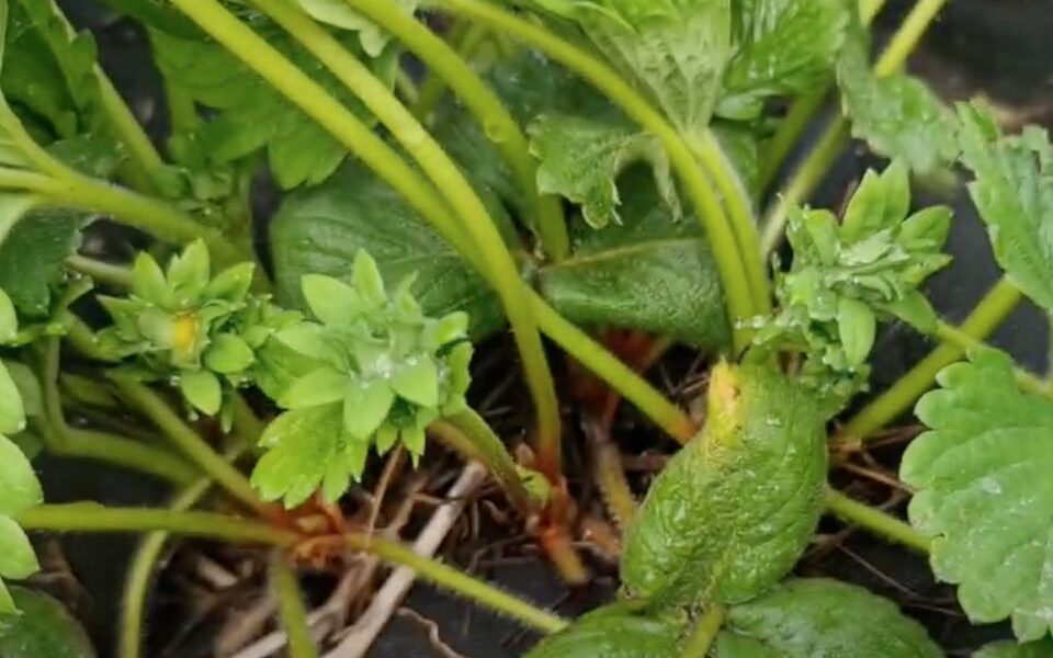 Борьба с вредителями на клубнике: эффективные методы для вашего урожая