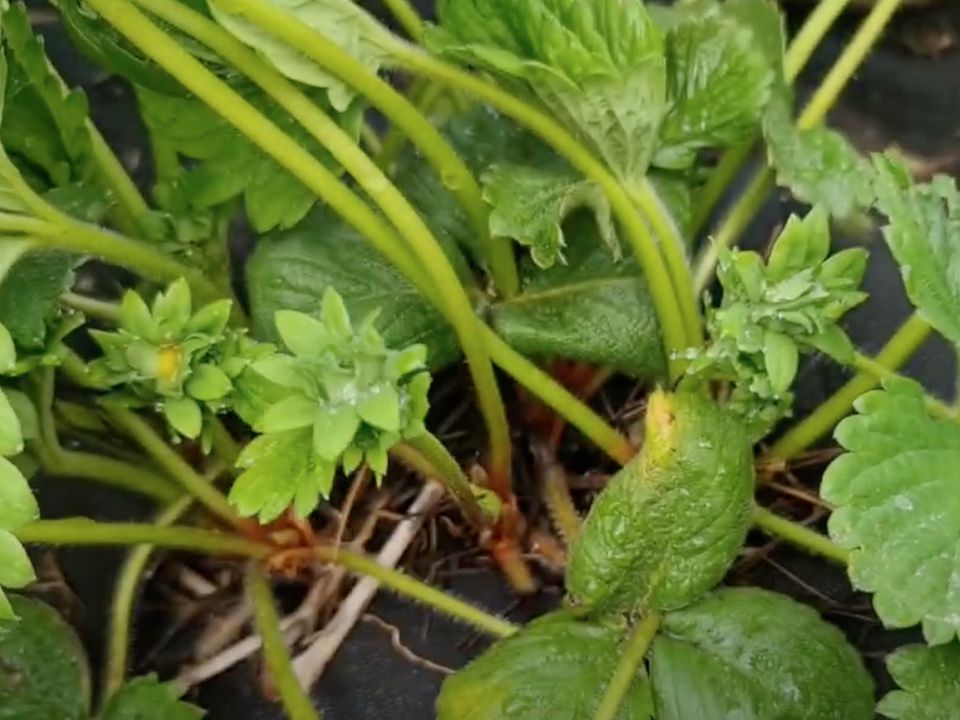 Борьба с вредителями на клубнике: эффективные методы для вашего урожая