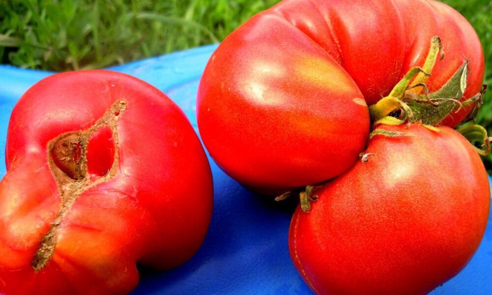 Почему помидоры растут странными: причины и что делать