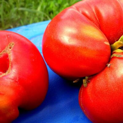 Почему помидоры растут странными: причины и что делать