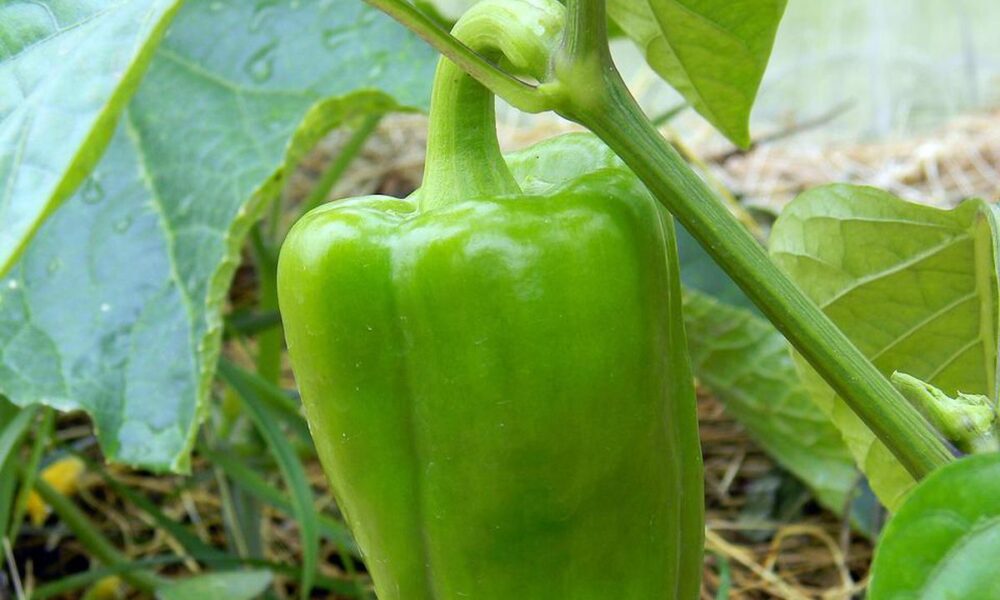 Секреты обильного урожая перцев: лайфхаки опытных садоводов