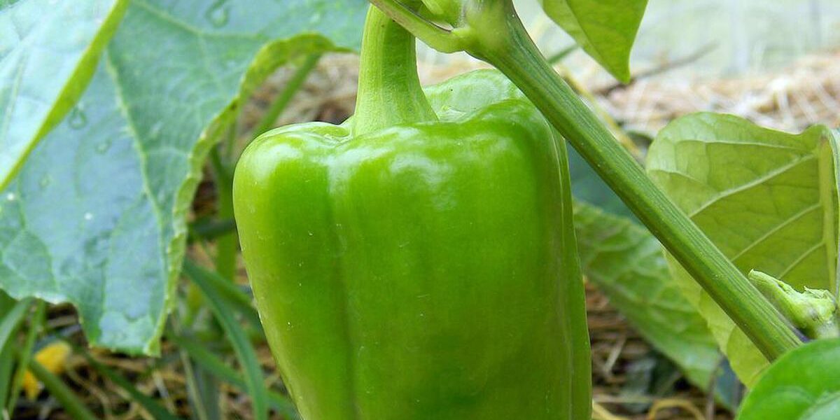 Секреты обильного урожая перцев: лайфхаки опытных садоводов