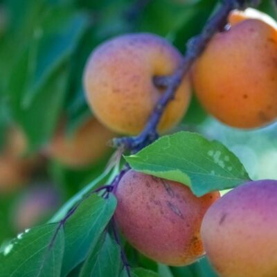 Весенние заморозки и ваш сад: как спасти урожай абрикосов и других плодовых деревьев