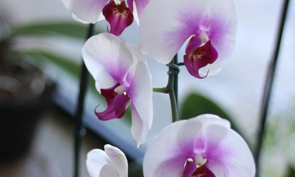 Орхидея не цветет? Простой способ вернуть ей красоту и пышность
