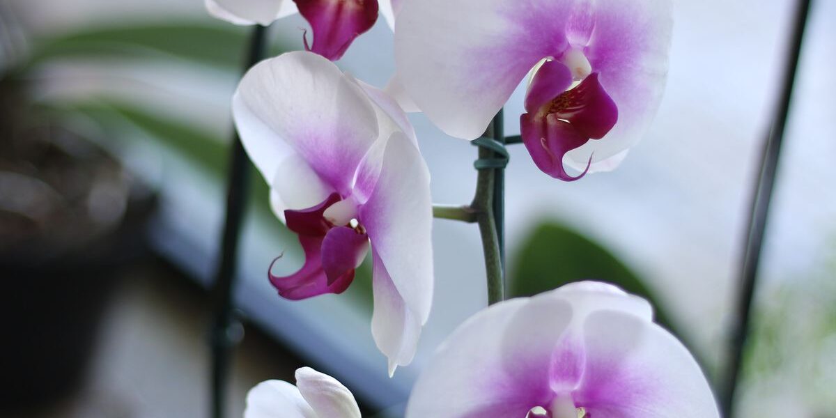 Орхидея не цветет? Простой способ вернуть ей красоту и пышность