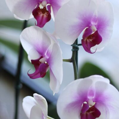 Орхидея не цветет? Простой способ вернуть ей красоту и пышность