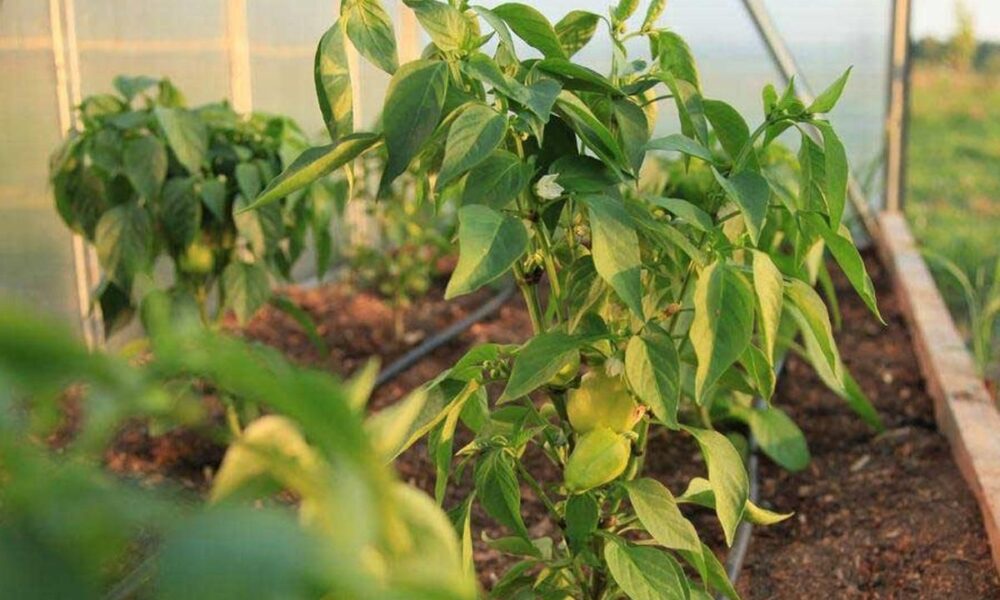 Секреты пышного роста перца в теплице: лучшие удобрения после высадки