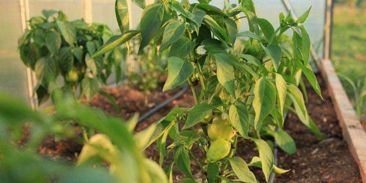 Секреты пышного роста перца в теплице: лучшие удобрения после высадки