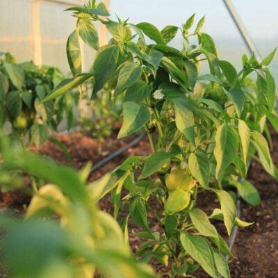 Секреты пышного роста перца в теплице: лучшие удобрения после высадки