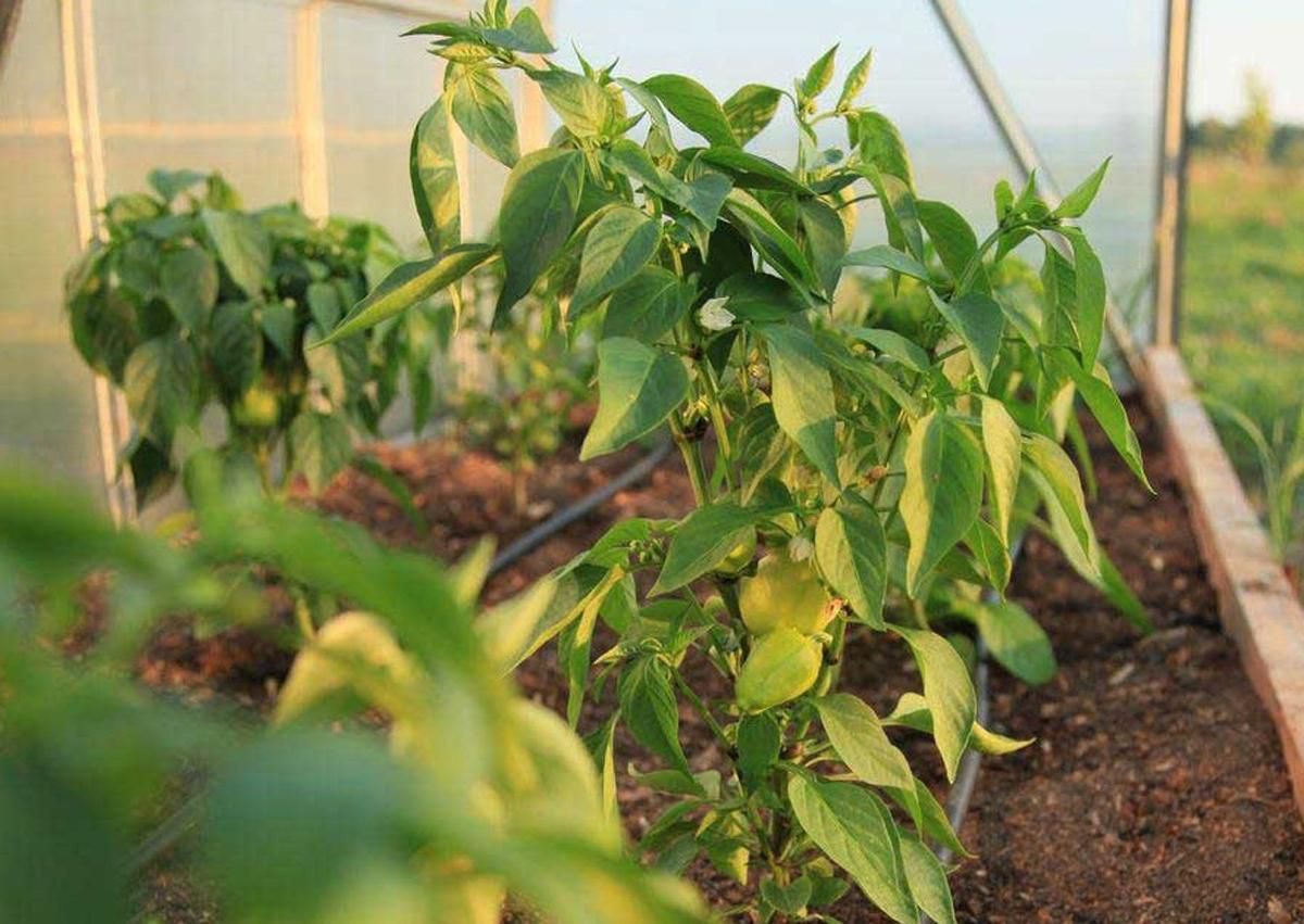 Секреты пышного роста перца в теплице: лучшие удобрения после высадки