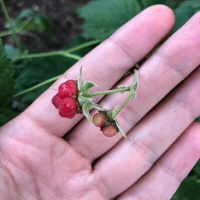 Мелкие ягоды малины: причины проблемы и как получить крупный урожай