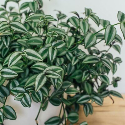 Пышная традесканция: простой секрет ухода для вашего сада