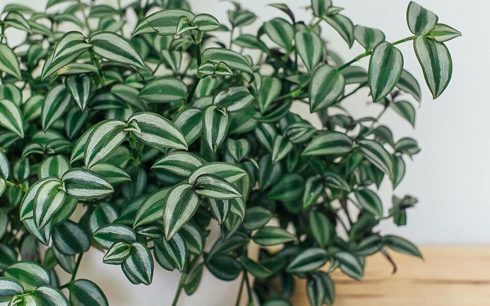 Пышная традесканция: простой секрет ухода для вашего сада