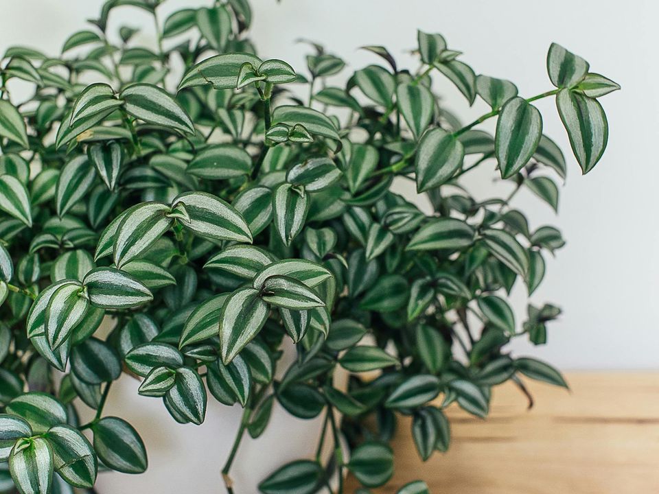 Пышная традесканция: простой секрет ухода для вашего сада