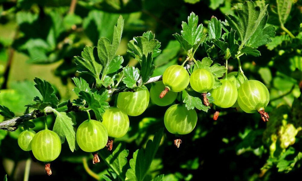 Секреты обильного урожая крыжовника: уход за кустом весной