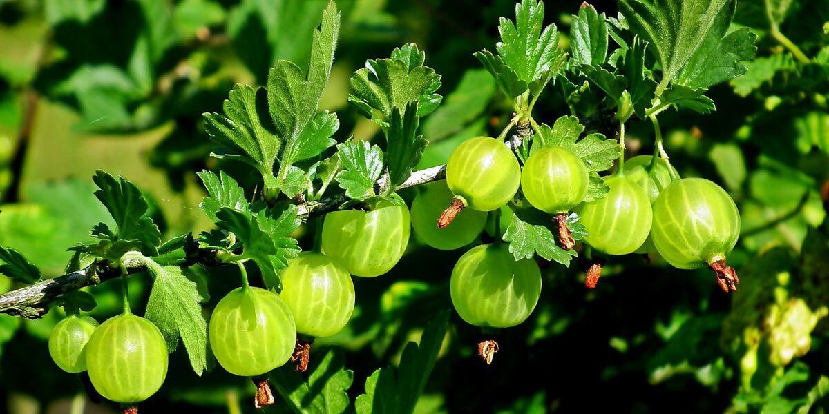 Секреты обильного урожая крыжовника: уход за кустом весной