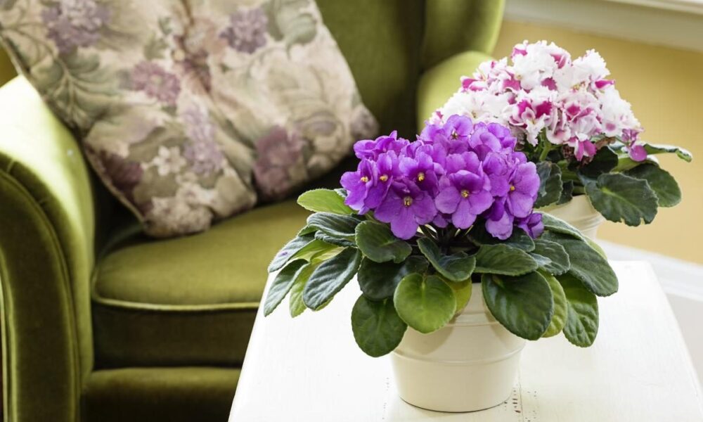 Фиалки в доме: почему стоит задуматься, и какие приметы говорят против них