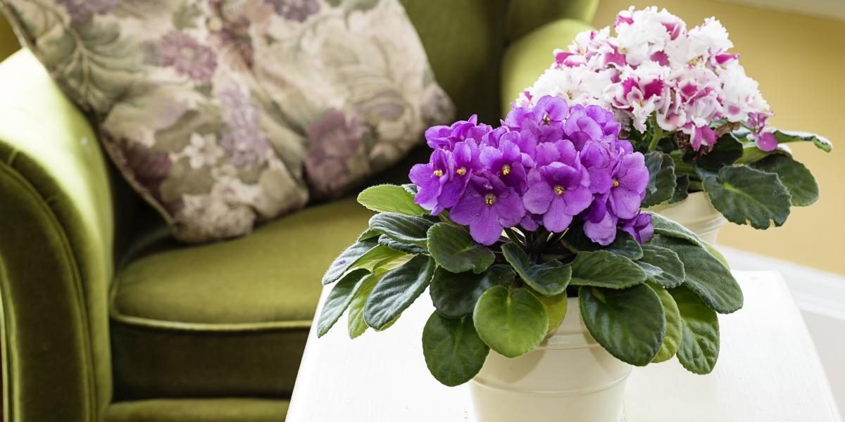 Фиалки в доме: почему стоит задуматься, и какие приметы говорят против них