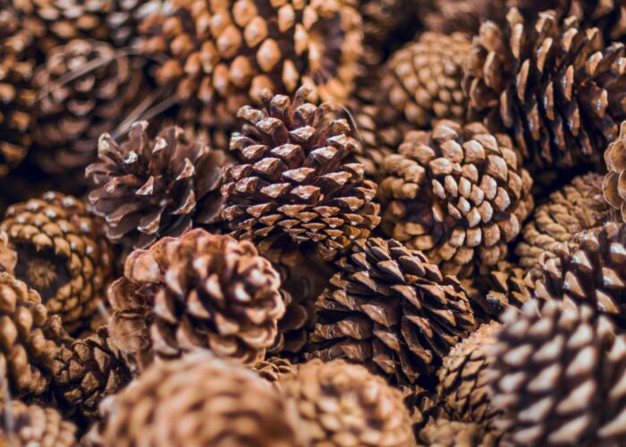 Секрет опытных дачников: зачем собирать шишки перед работой в саду