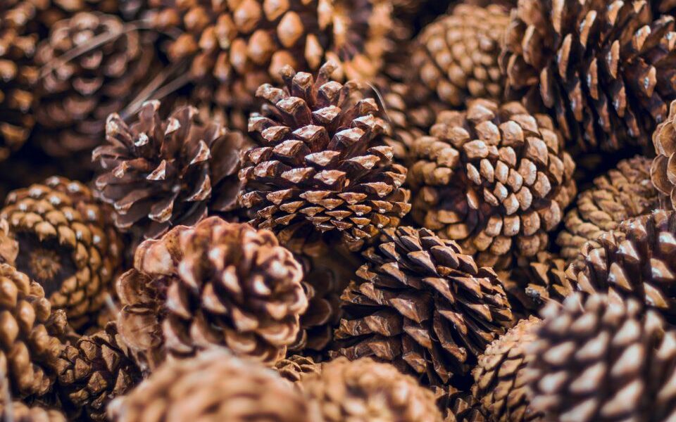 Секрет опытных дачников: зачем собирать шишки перед работой в саду