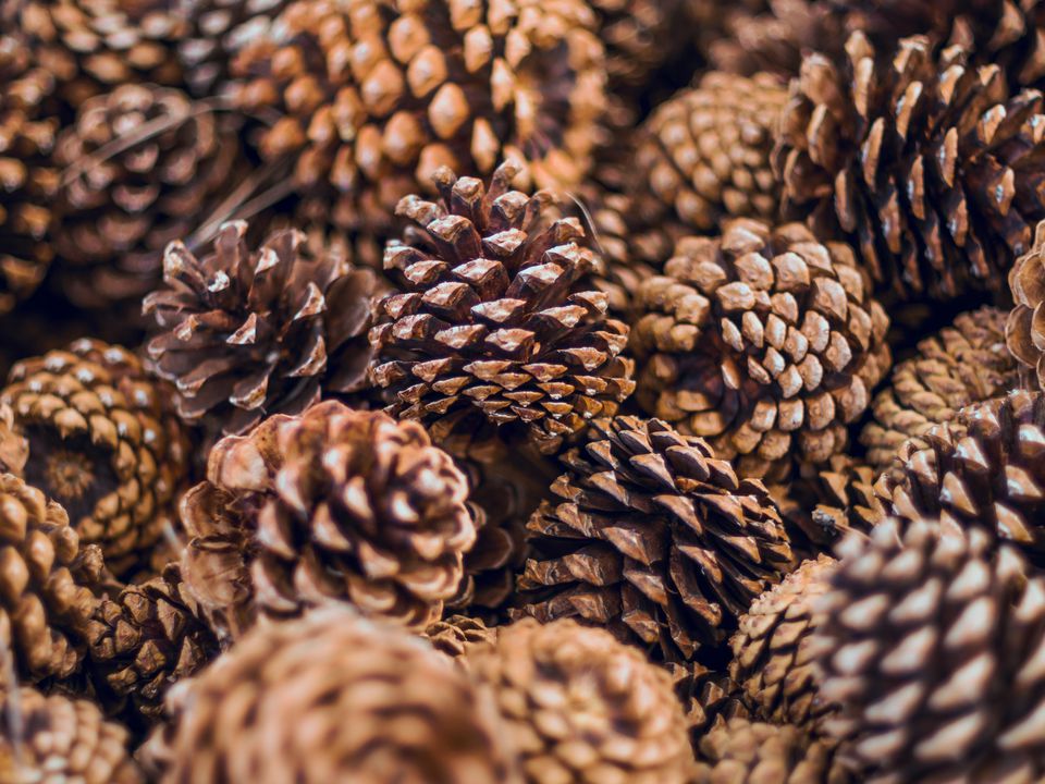 Секрет опытных дачников: зачем собирать шишки перед работой в саду