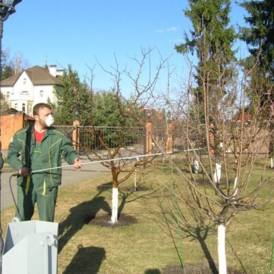 Осенняя обработка сада и виноградника: секреты опытных садоводов