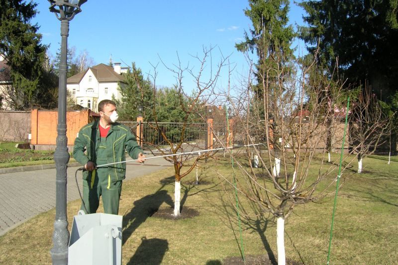 Осенняя обработка сада и виноградника: секреты опытных садоводов