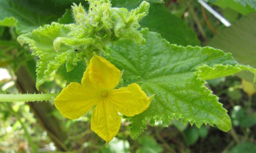 Почему на грядке много пустоцвета: секреты богатого урожая овощей