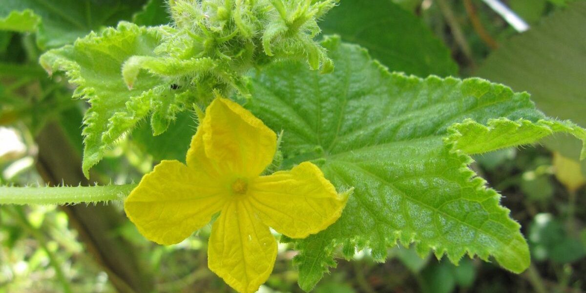 Почему на грядке много пустоцвета: секреты богатого урожая овощей