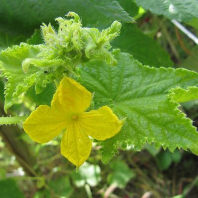 Почему на грядке много пустоцвета: секреты богатого урожая овощей