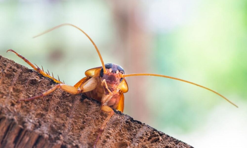 Секреты пышного сада: советы для каждой женщины