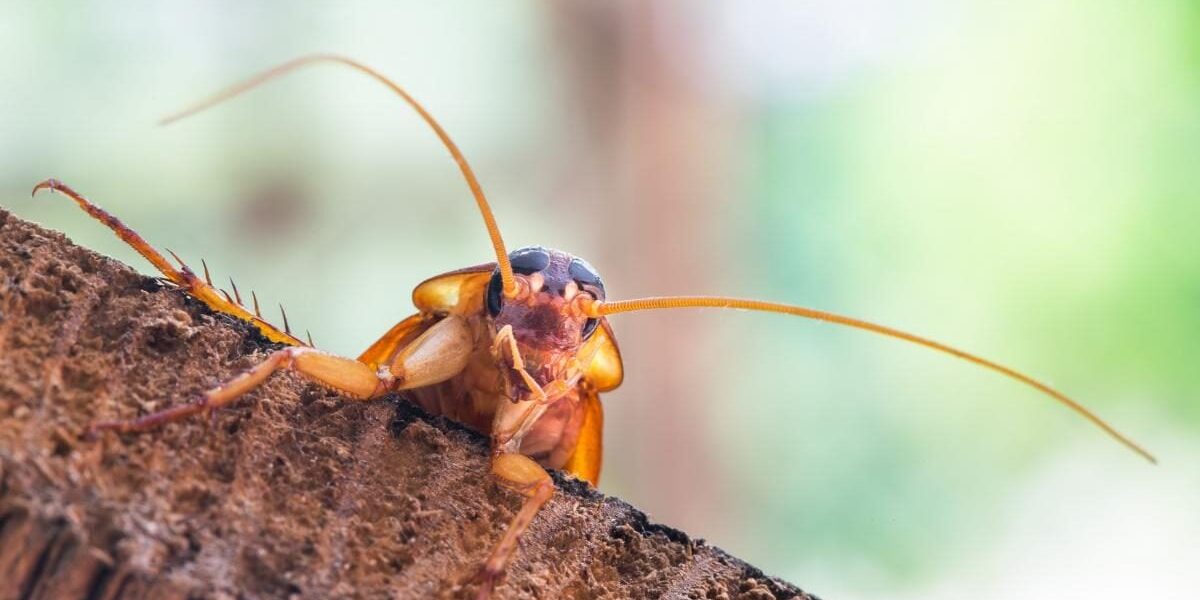 Секреты пышного сада: советы для каждой женщины