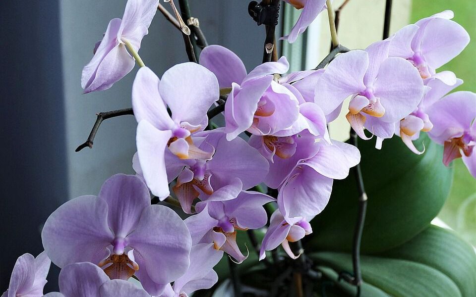 Размножаем орхидеи дома: легкие способы для каждой женщины