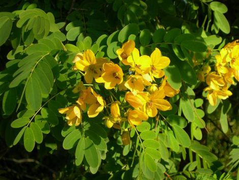 Как сено помогает похудеть: натуральные рецепты для стройности