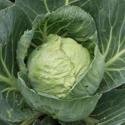 Секреты пышной капусты в сентябре: уход и подкормка для богатого урожая