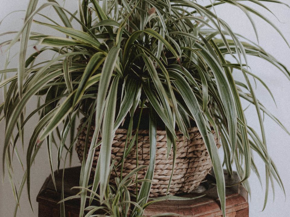 Дешевое удобрение для пышного хлорофитума: секрет пышной зелени