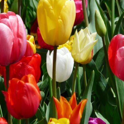 Нужно ли выкапывать тюльпаны каждый год: совет опытных садоводов