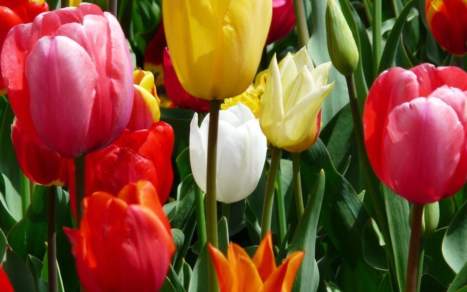 Нужно ли выкапывать тюльпаны каждый год: совет опытных садоводов