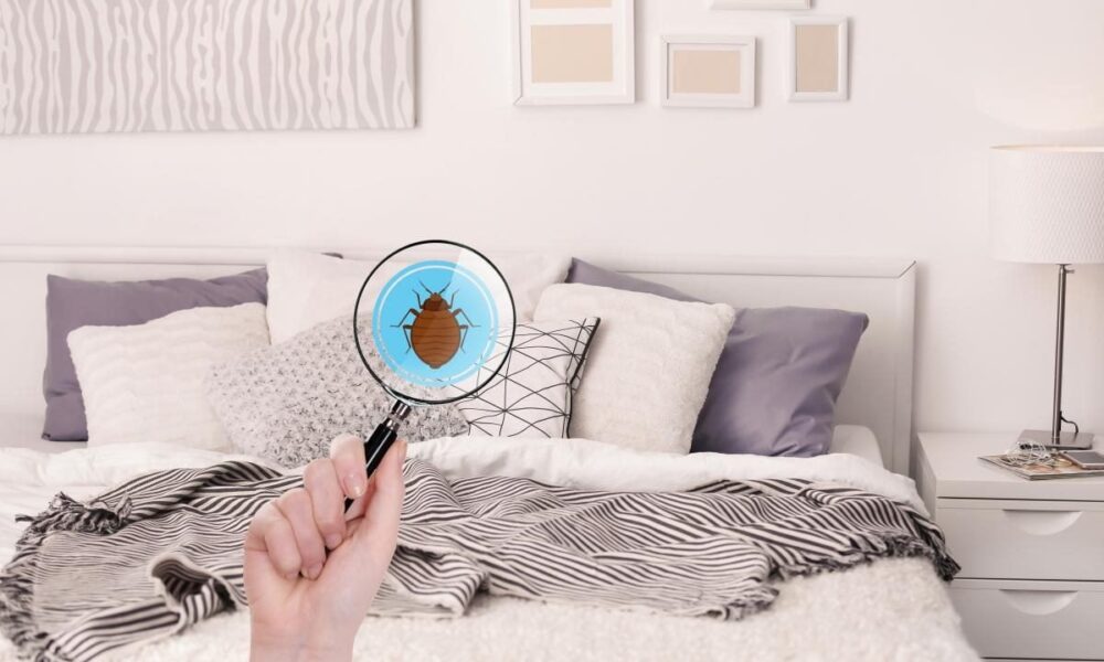 Борьба с клопами на участке: проверенные методы для дачниц