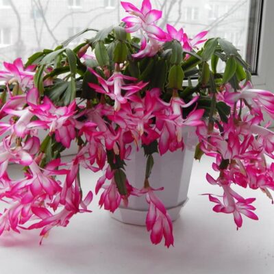 Секреты пышного цветения декабриста: как обрезать для красоты и обилия бутонов