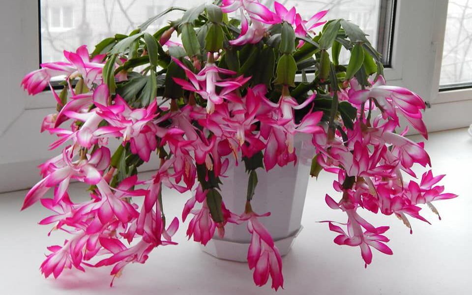 Секреты пышного цветения декабриста: как обрезать для красоты и обилия бутонов