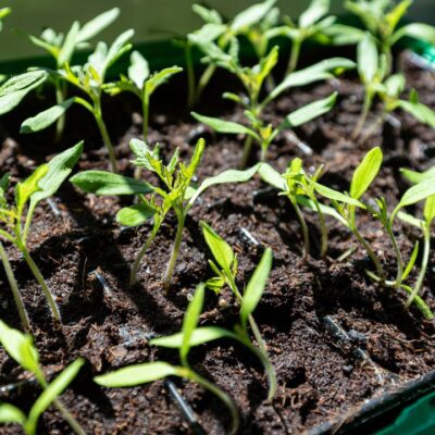 Прокаливание грунта для рассады: зачем это нужно и как сделать правильно