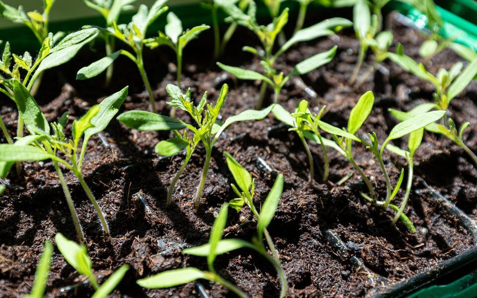 Прокаливание грунта для рассады: зачем это нужно и как сделать правильно