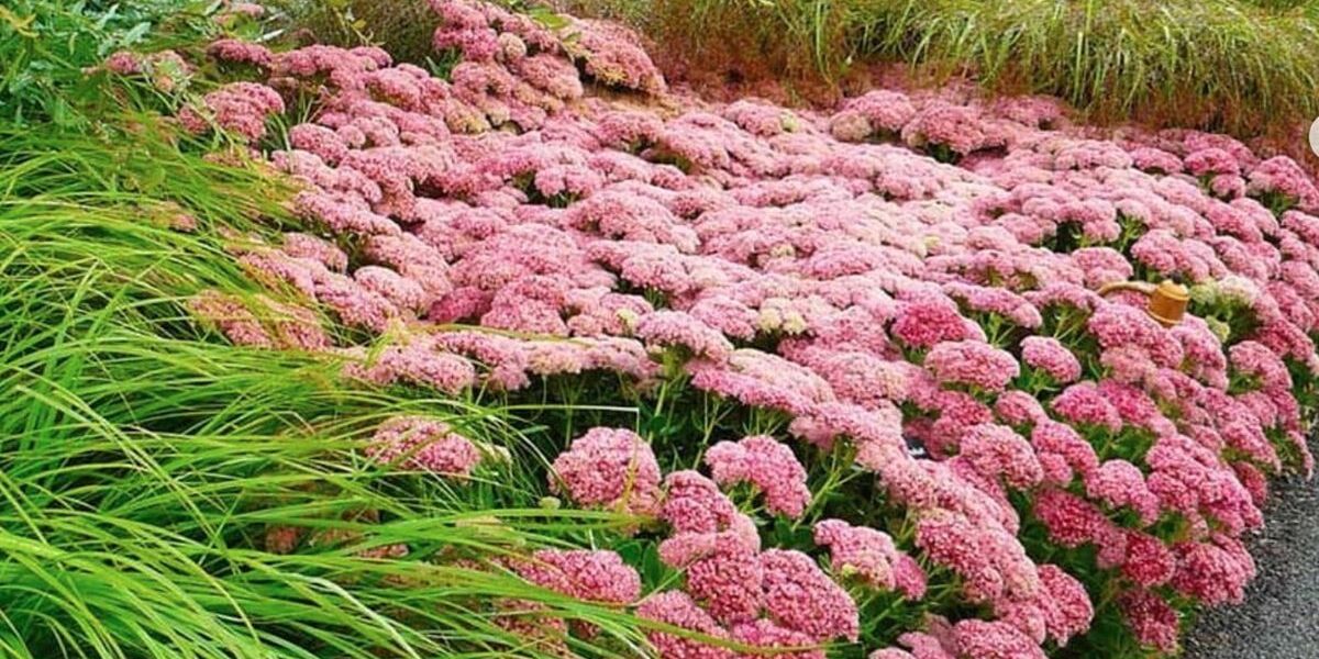 Цветок для сада у дорожки: цветет долго и борется с сорняками