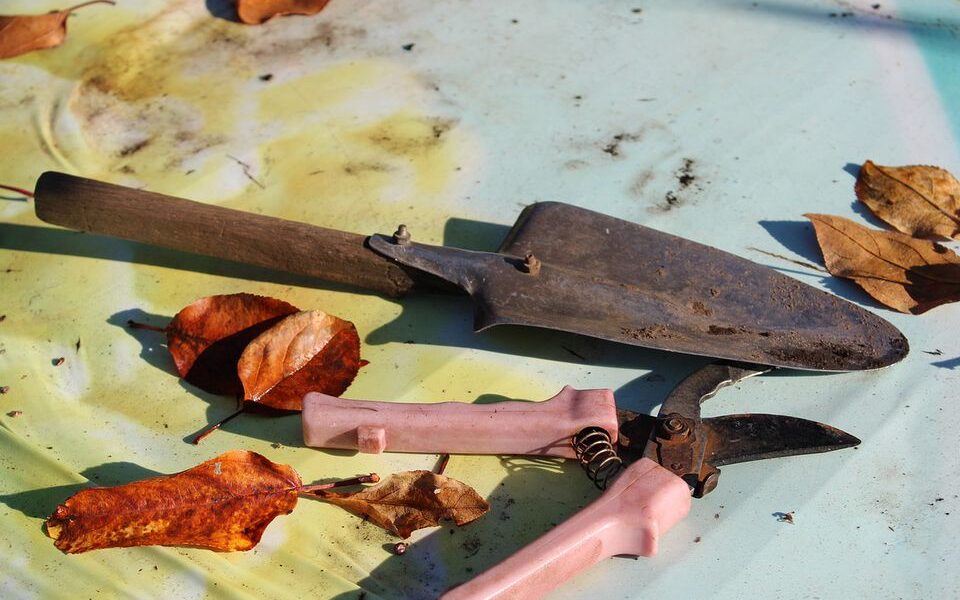 Что успеть на даче до конца лета: главные дела для вашего сада