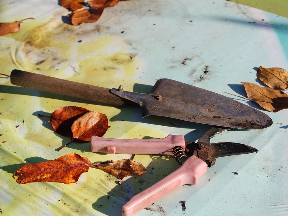 Что успеть на даче до конца лета: главные дела для вашего сада